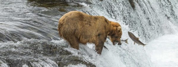 Bear Viewing